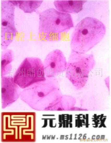 大量生產銷售優質組胚切片-口腔上皮細胞工廠,批發,進口,代購