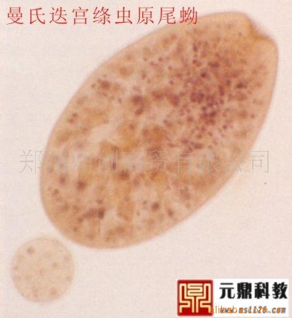 廠傢大量生產供應優質寄生蟲切片-曼氏迭宮絳蟲原尾蚴工廠,批發,進口,代購