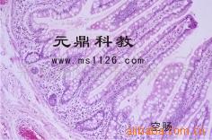 大量生產供應組胚切片-空腸切片工廠,批發,進口,代購