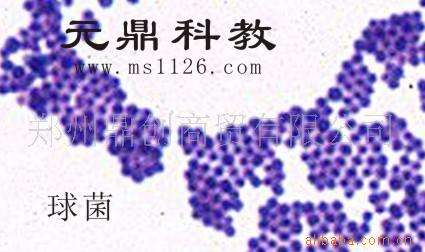 批量加工生產出口生物顯微玻片-球菌工廠,批發,進口,代購