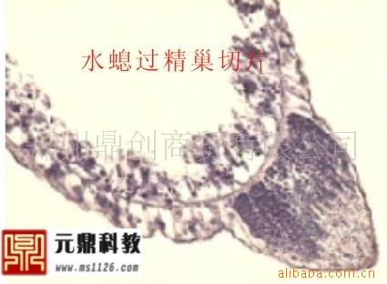 廠傢生產供應優質動物切片-水螅過精巢橫切工廠,批發,進口,代購