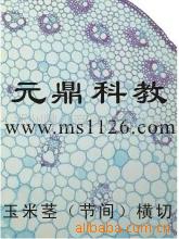 廠傢大量生產供應出口品質顯微鏡切片-玉米莖橫切工廠,批發,進口,代購