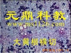 廠傢大量供應優質中藥切片-大黃根橫切工廠,批發,進口,代購