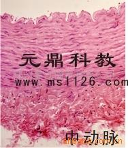 廠傢大量生產供應優質組胚切片-中等動脈工廠,批發,進口,代購