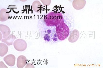 大量生產供應優質生物顯微玻片-立克次體工廠,批發,進口,代購