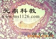 廠傢大量生產供應優質組胚切片-細支氣管工廠,批發,進口,代購