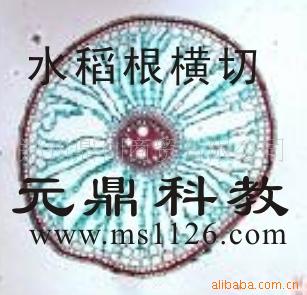 大量供應優質生物顯微玻片-水稻根橫切工廠,批發,進口,代購