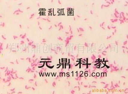 大量供應優質生物顯微玻片-霍亂弧菌工廠,批發,進口,代購