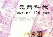 廠傢大量生產供應優質組胚切片-味蕾工廠,批發,進口,代購