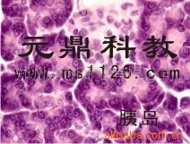 廠傢大量生產供應優質組胚切片-胰腺工廠,批發,進口,代購