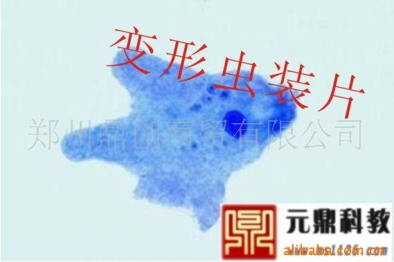 大量供應優質生物顯微玻片-變形蟲工廠,批發,進口,代購