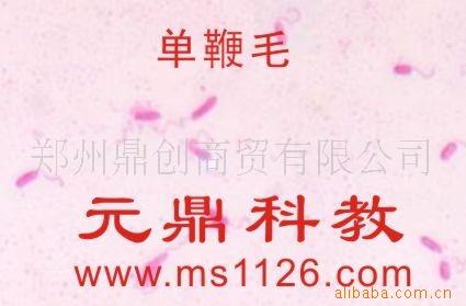 大量供應優質生物顯微玻片-單鞭毛工廠,批發,進口,代購