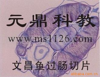 大量供應優質動物切片-文昌魚過腸橫切工廠,批發,進口,代購