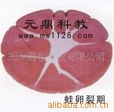 廠傢大量生產供應優質組胚切片-蛙卵裂期工廠,批發,進口,代購