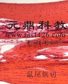 大量生產銷售優質動物切片-鼠尾縱切工廠,批發,進口,代購
