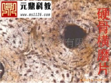 廠傢大量生產供應出口品質生物切片-硬骨橫磨片工廠,批發,進口,代購