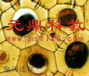 廠傢大量生產供應優質顯微鏡切片-胞間連絲工廠,批發,進口,代購