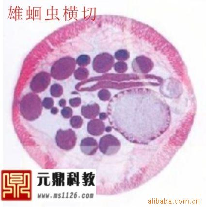 大量供應優質生物顯微玻片-雄蛔蟲橫切工廠,批發,進口,代購