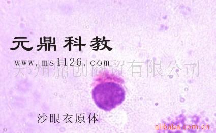 廠傢生產供應出口生物顯微玻片-沙眼衣原體工廠,批發,進口,代購