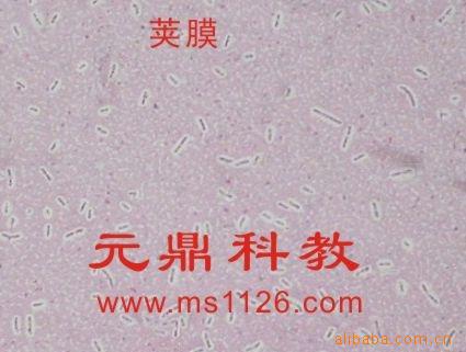 大量供應優質生物顯微玻片-莢膜工廠,批發,進口,代購