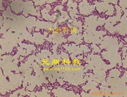 批量加工生產出口顯微鏡切片-微生物切片批發・進口・工廠・代買・代購