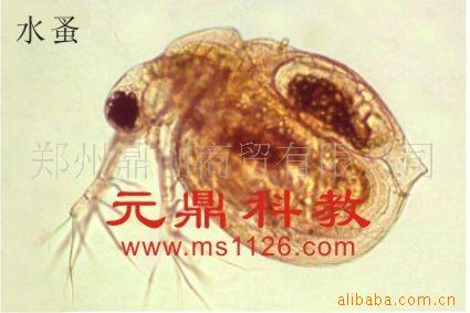 廠傢大量生產供應出口品質生物切片-水蚤裝片批發・進口・工廠・代買・代購