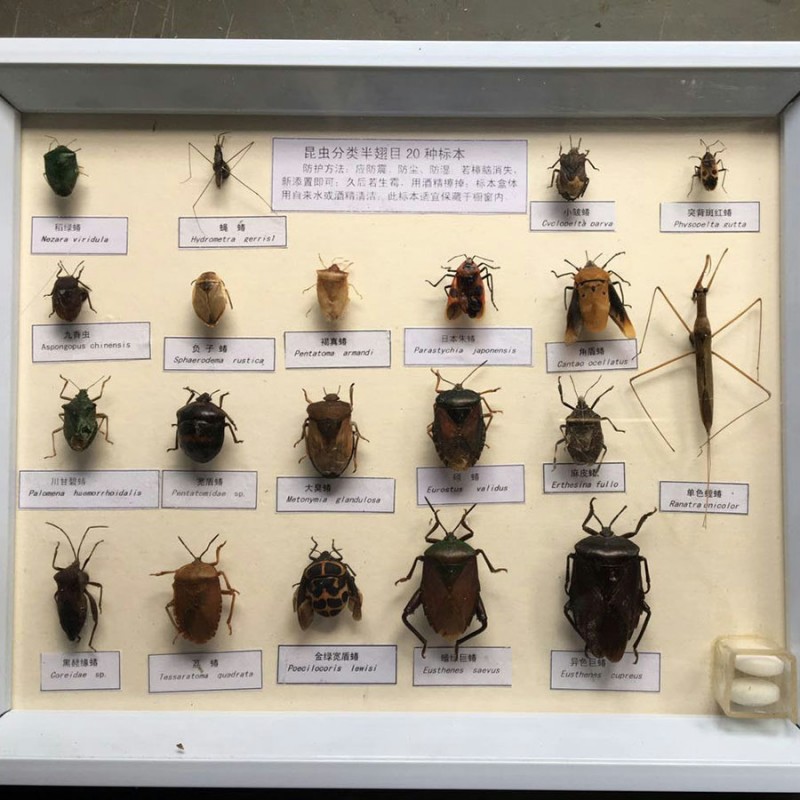 地老虎生活史標本 農作物害蟲的鑒定 昆蟲針插標本 展示標本工廠,批發,進口,代購