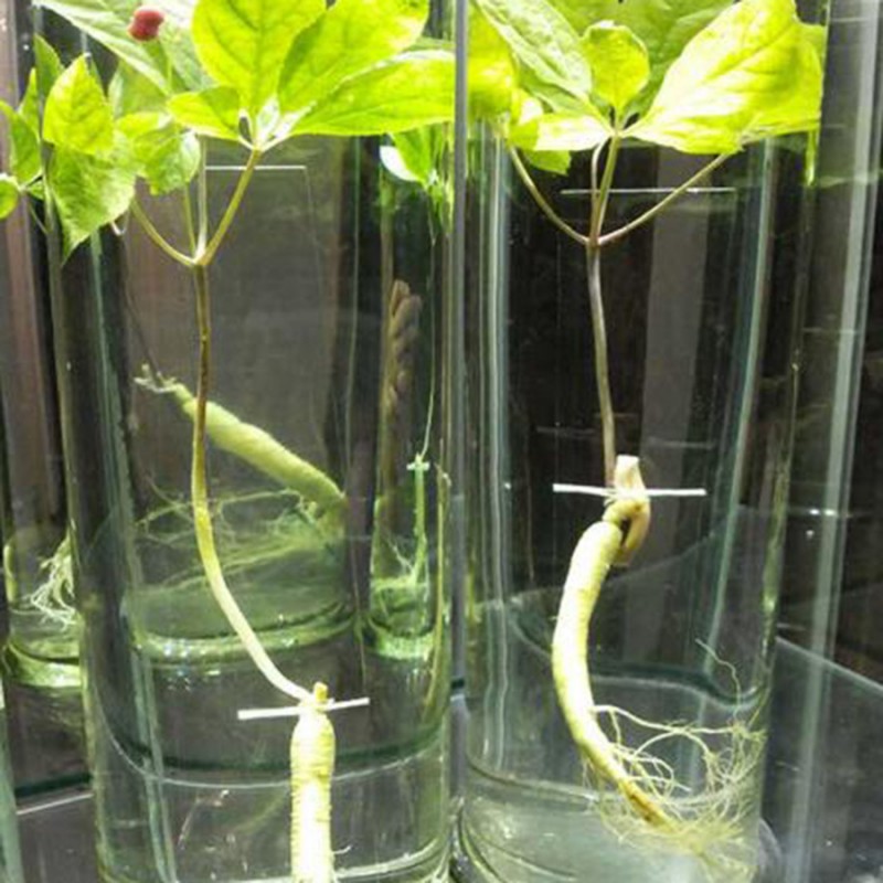生物教學器材公司批發供應植物標本 人參標本 價格合理 歡迎選購工廠,批發,進口,代購