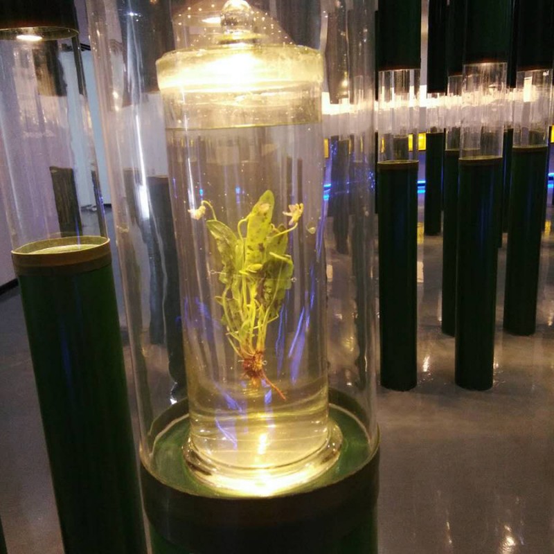 廠傢直銷植物保色浸製標本白茅 中草藥保色浸製標本 價格合理工廠,批發,進口,代購