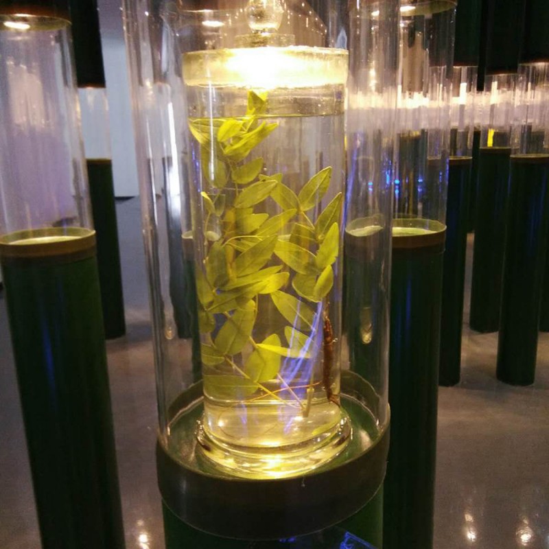批發供應各類動植物浸製標本 高校教學展示用標本 價格合理工廠,批發,進口,代購