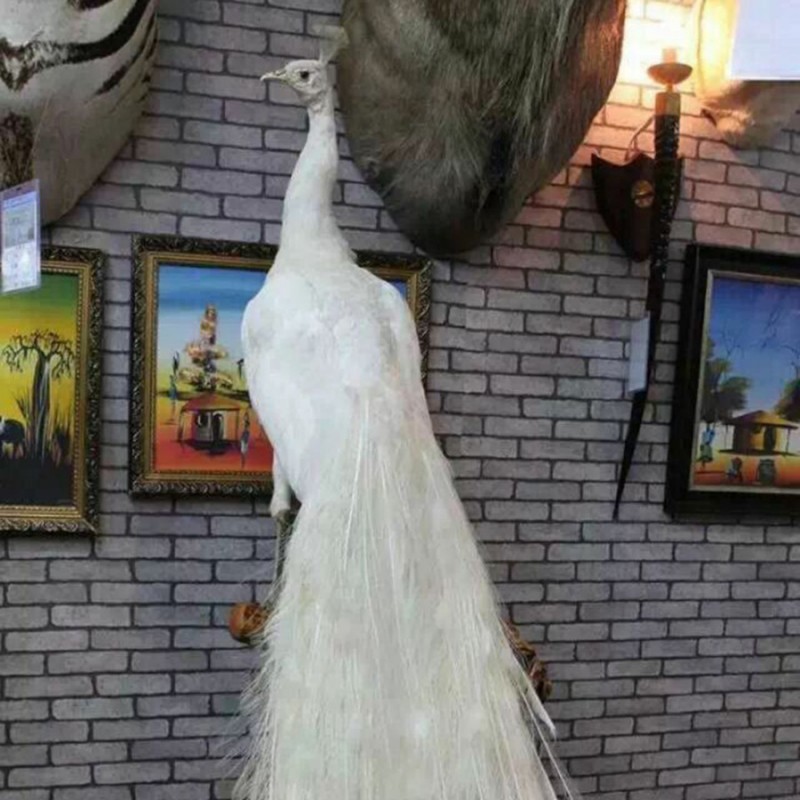 廠價批發真孔雀標本皮毛動物動物鳥類標本 價格合理 歡迎咨詢工廠,批發,進口,代購