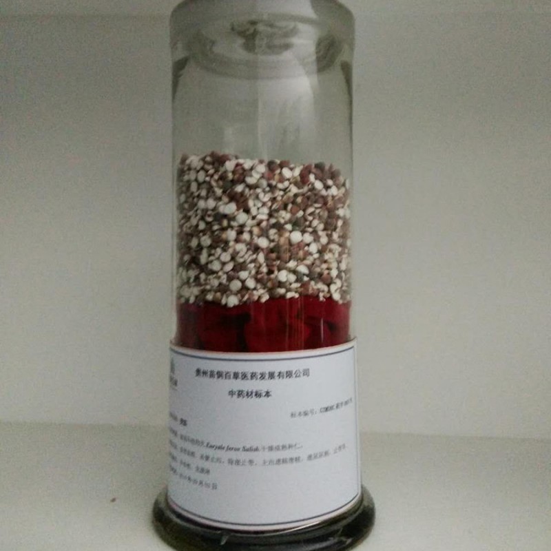 批發生藥學實驗室專用切片 蒲公英根縱切 生藥鑒定學玻片標本工廠,批發,進口,代購
