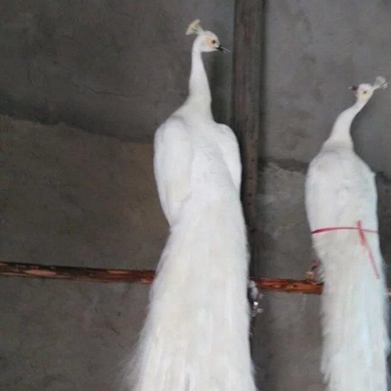 專業供應孔雀標本 裝飾品動物剝製標本 教學研究及展覽收藏標本工廠,批發,進口,代購