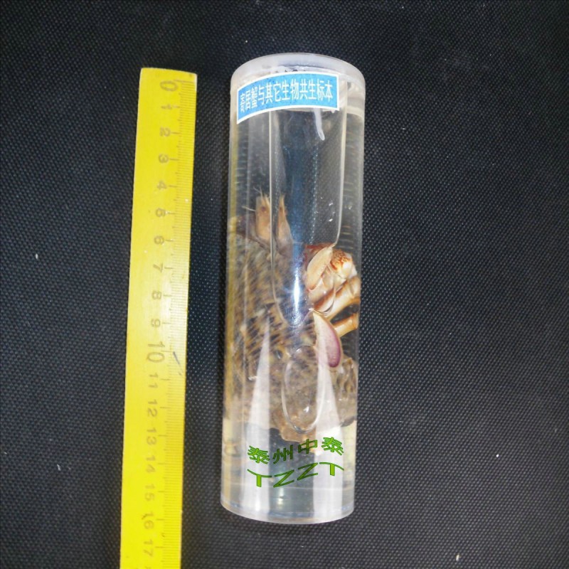 寄居蟹與其它生物共生標本 J4175 初中、高中生物 教學機器 器材工廠,批發,進口,代購