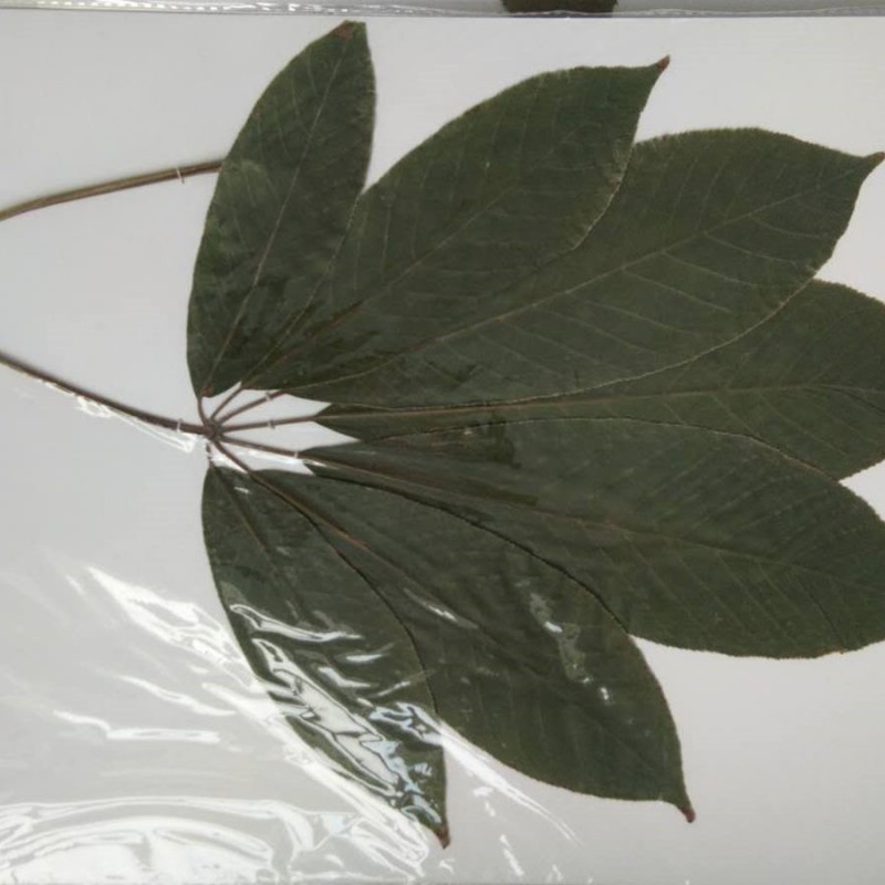 生物教學器材公司批發中草藥蠟葉標本 蠟葉標本 半成器蠟葉標本工廠,批發,進口,代購