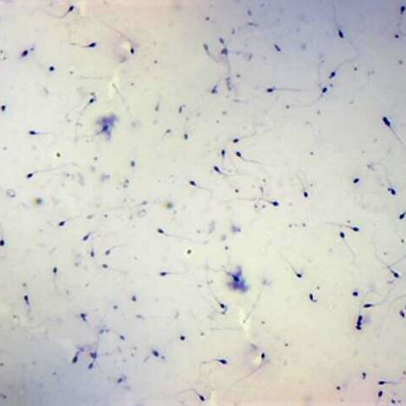 微生物顯微玻片廠傢批發 枯草菌芽孢塗片 細菌染色片 教學切片工廠,批發,進口,代購