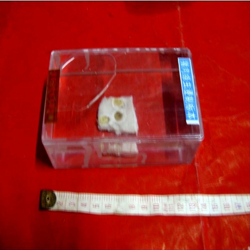 豬肉絳蟲囊尾蚴浸製標本 J4192 生物標本 教學機器 實驗器材工廠,批發,進口,代購