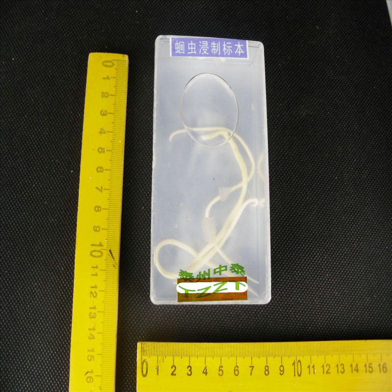 蛔蟲標本 J4119 初中、高中生物實驗器材 教學機器工廠,批發,進口,代購