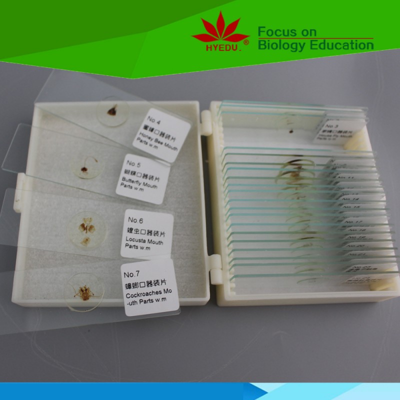 紅葉 分類精致選24種動物口器 觸角裝片 生物標本工廠,批發,進口,代購