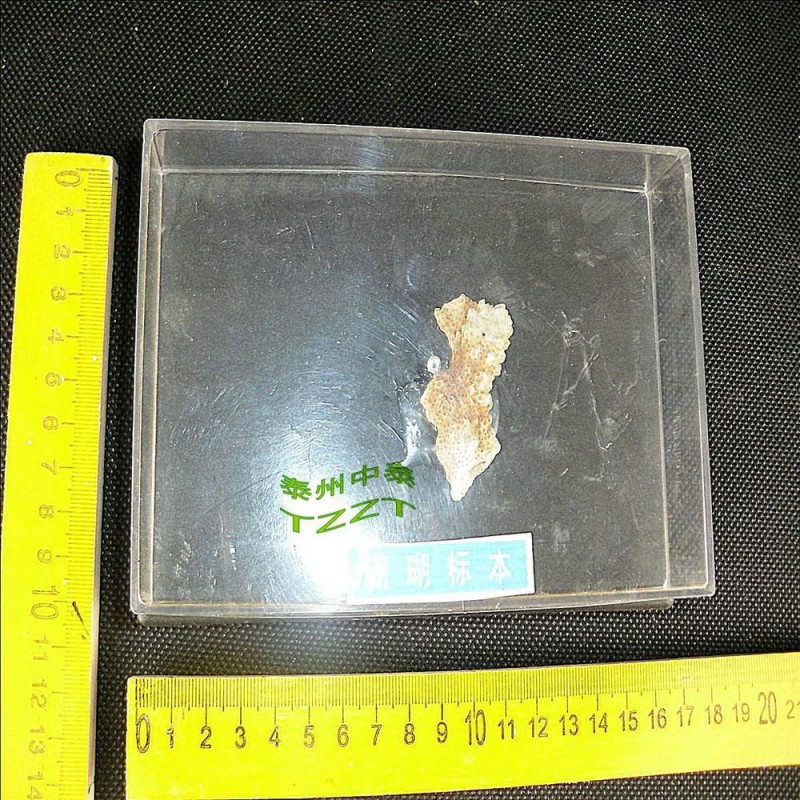 珊瑚標本 J4173 初中、高中生物實驗器材 教學機器工廠,批發,進口,代購