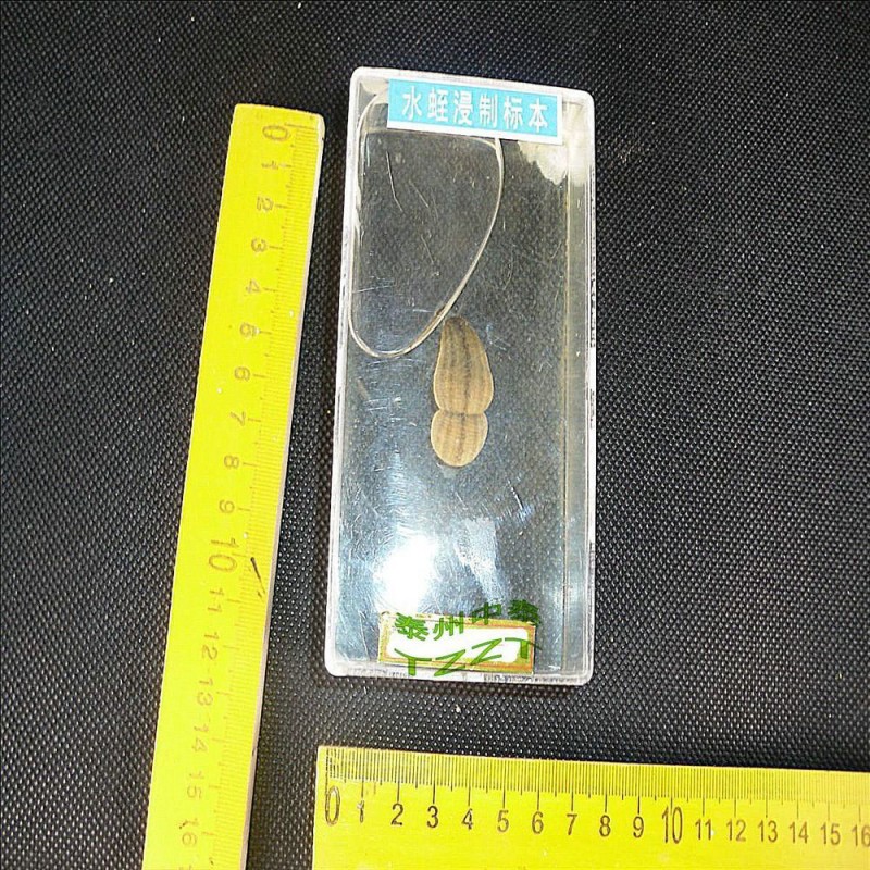 水蛭標本（螞蝗） J4117 初中、高中生物實驗器材 教學機器工廠,批發,進口,代購