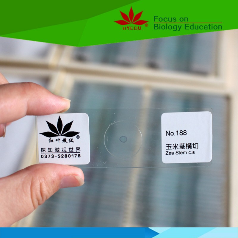 玉米莖橫切 生物教學經典切片 植物切片工廠,批發,進口,代購
