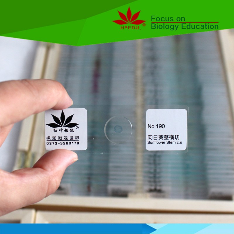 向日葵莖橫切切片 植物切片 顯微鏡切片 玻片工廠,批發,進口,代購