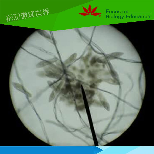 草履蟲裝片動物組織切片生物微觀標本標本微觀結構永久切片工廠,批發,進口,代購