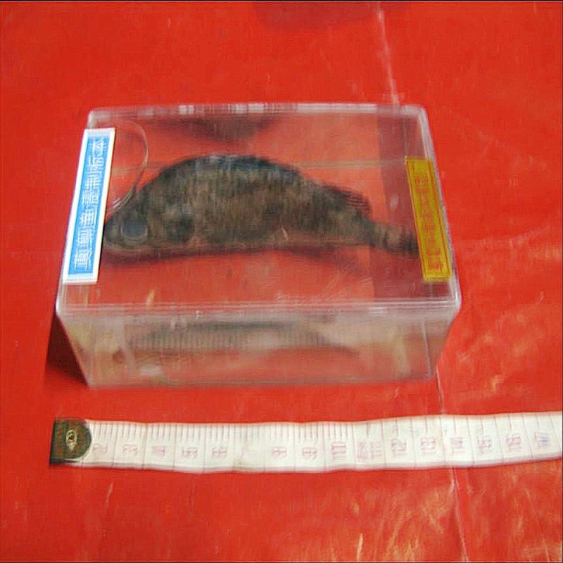 真鯛魚標本 J4181 初中、高中生物標本 實驗器材 教學機器工廠,批發,進口,代購