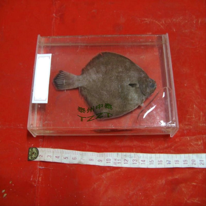 比目魚標本 J4179 高中生物實驗機器 教學機器 器材工廠,批發,進口,代購