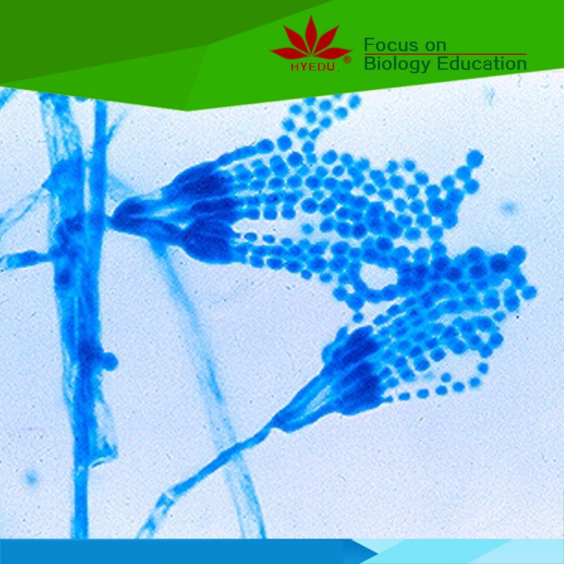 最新推出特惠植物花粉塑料盒裝10片/盒 顯微鏡切片工廠,批發,進口,代購
