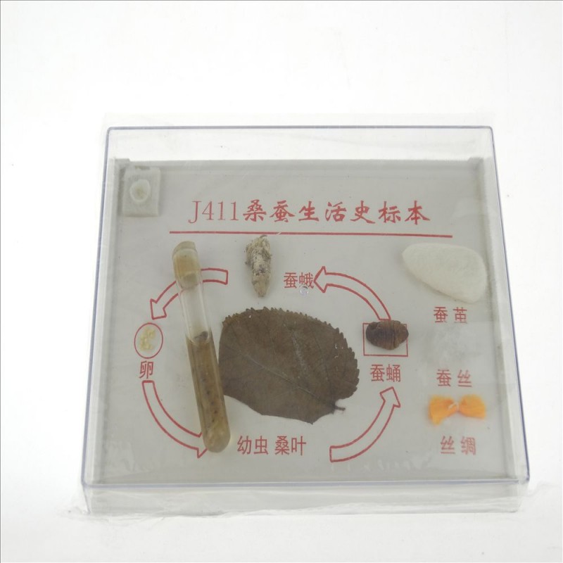 桑蠶生活史標本 J43151 小學科學實驗器材 生物機器 教學機器工廠,批發,進口,代購
