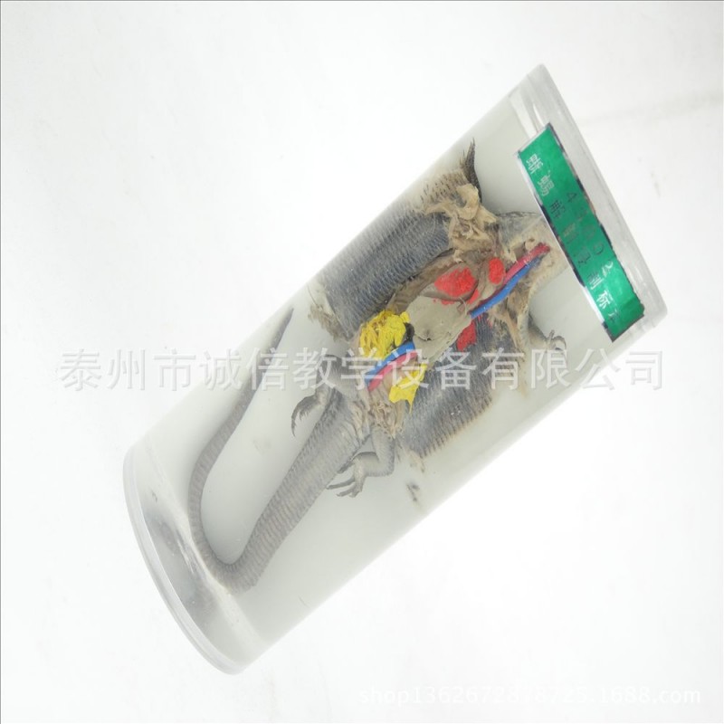 蜥蜴解剖浸製標本 J43003 初中、高中生物標本 實驗器材 教學機器工廠,批發,進口,代購
