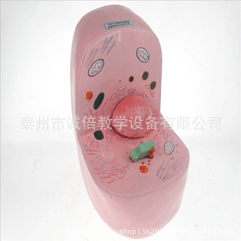細胞亞顯微結構模型 J33302 生物實驗器材 中學教學機器工廠,批發,進口,代購